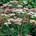 Yarrow - Used for centuries for medicinal purposes, these plants produce clusters of tiny pink flowers, on soft, lacey, aromatic foliage. Excellent for use in fresh or dried flower bouquets and grows well in poor dry soil. Herbal tea from the flowering plant can be made to treat colds, fever & indigestion. Yarrow has also been noted for its use in slowing external bleeding when leaves are crushed and wrapped around the wounded area. Native Americans depended on it for all of the above and more. Easy to grow. - Click for more details!