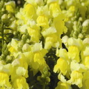 Snapdragon - Stunning yellow snapdragons are easy to grow, cold hardy, free flowering, sweetly scented and make an excellent cut-flower. The blooms are a special adaptation of nature that allows the bumblebee to be the only pollinator strong enough to open them. Snapdragons are deer resistant and self-sow making them a perfect pick for wildflower gardens and rural areas. Blooms June to heavy frost. - Click for more details!