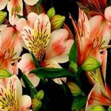 Alstroemeria