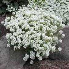Alyssum - Sweet