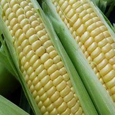 Corn - Bantam