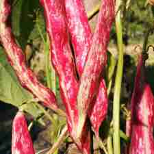 Beans - Borlotti