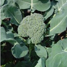 Broccoli - Italian