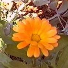 Calendula