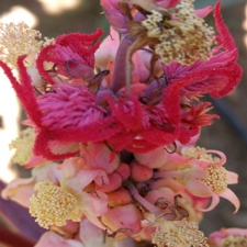 Castor Bean Mix
