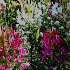 Cleome - Spider Flower
