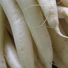 Radish - Daikon Radish