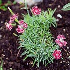 Sweet William