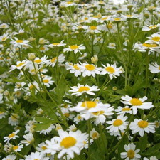 Feverfew