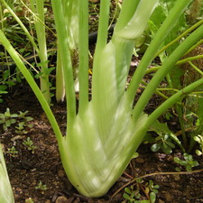 Fennel - Florence (bulb)