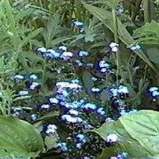 Forget Me Not