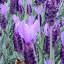 Lavender - Spanish