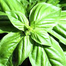 Basil - Lime