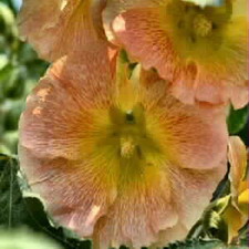 Hollyhock