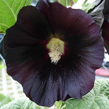 Black Hollyhock