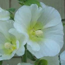 Hollyhock