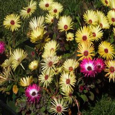 Ice Plant