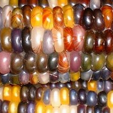 Indian Corn