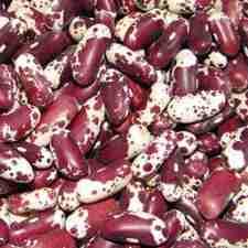 Beans - Appaloosa Shelling