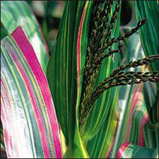 Corn - Japanese Ornamental