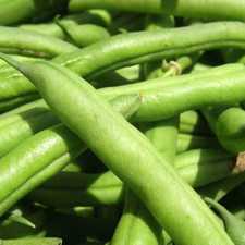Kentucky Wonder Beans