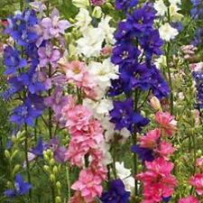 larkspur latin singles This selection's upward-facing, spurless, cerulean blue flowers appear on first- year plants and are sure to win your admiration. larkspur latin singles This selection's upward-facing, spurless, cerulean blue flowers appear on first- year plants and are sure to win your admiration.