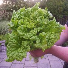 Green Ruffles Lettuce
