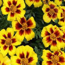 Marigold