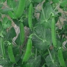 Peas - Edible Russian Soup