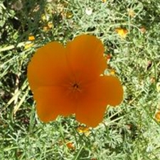 Poppy - California