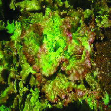 Prizehead Lettuce