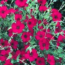 Scarlet Flax