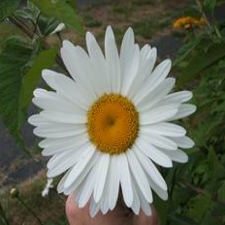 Shasta Daisy