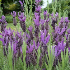 Lavender - Spanish