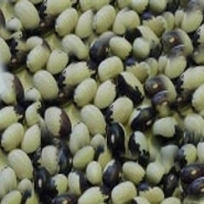 Beans - Stevenson Blue Eye