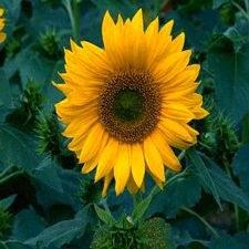 Sunflower