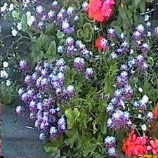 Sweet Alyssum