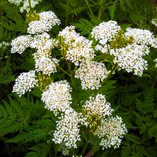 Sweet Cicely