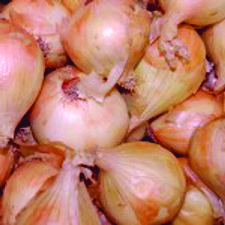 Onion - Walla Walla