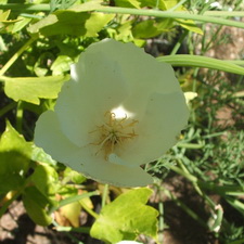 Poppy - California