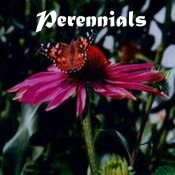 perennial seed