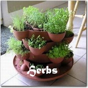 herb seeds