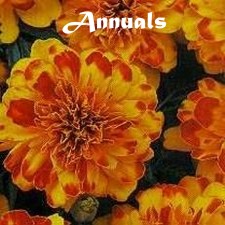 annuals