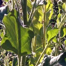 Tobacco