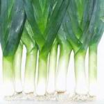 Onion - Leeks - Highly cold tolerant. Trim leaf ends when 6 - 8 in. for larger plants. Leeks are delicious in salads, stuffing, soups, eggs, poultry, meat and fish dishes. Pleasantly aromatic and flavourful addition to your vegetable garden. - Click for more details!