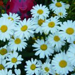 Shasta Daisy - Easy to grow, these tough plants produce single and semi-double blooms up to seven inches across! Fantastic in almost any conditions or soil. Shasta daisy is drought tolerant, deer resistant and self-sows easily making them a great addition to any wildflower or rural garden. Cut them back immediately after flowering to encourage a second crop. - Click for more details!