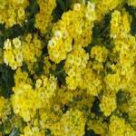 Alyssum - Brilliant golden yellow, hardy, low maintenance, drought-tolerant and deer-resistant perennial for borders and rock gardens. Creates masses of bright golden yellow flowers on low growing plants in May. Great for early colour in your Spring garden. - Click for more details!