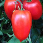 Tomato- Amish - Amish paste tomato is an heirloom indeterminate. These tall indeterminate plants will need support as it produces bountiful crops of 8 to 12-ounce fruits. They are richly flavoured, sweet, meaty and just juicy enough to make the very best sauces, soups and even ketchup!
Shapes can vary from standard to oxheart shape. - Click for more details!