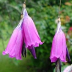 Angels Fishing Rod - These are elegant clump producing beauties, with showy, spiked grey-green leaves along gracefully arched stems, produce soft pink bell-shaped flowers. Perfect for Pondside settings. This plant provides elegance to flower arrangements and landscapes alike. - Click for more details!