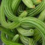 Cucumber - Armenian Painted Serpent - Produces delicious mild tasting cucumbers with light green skins and dark green ribbing. Best flavour when harvested at 15 to an 18-inch stage, but will grow huge, curled fruits if left to mature. Excellent mildew resistance. Also, know as Armenian cucumber or Snake Melon.
Amazing conversation piece to the new and seasoned gardeners alike. - Click for more details!